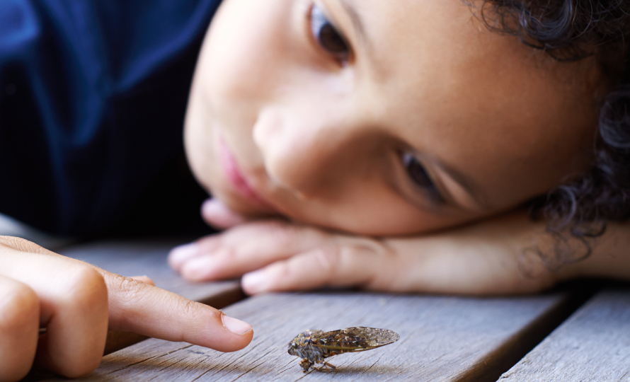 Pequenos Investigadores, Grandes Pesquisadores